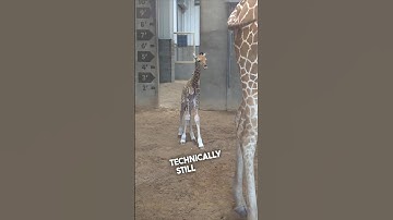 This baby giraffe is so cool ❤️