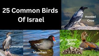 25 Common Birds Of Israel by ZooLogix  211 views 7 months ago 4 minutes, 30 seconds