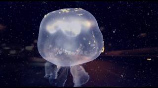 Asher51 - Cognition (Music Video)