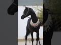 black Arabi horse stallions 🐎#horse #youtubeshorts #viralvideo #shortvideo #trendingshorts #animals