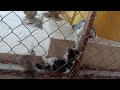 金網越しに遊ぶ子猫たち