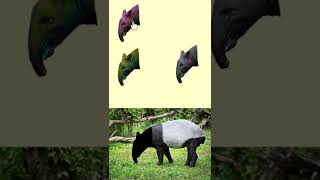 mencocokan gambar kepala hewan, Tapir sesuai warna / wrong head change puzzle  #shorts