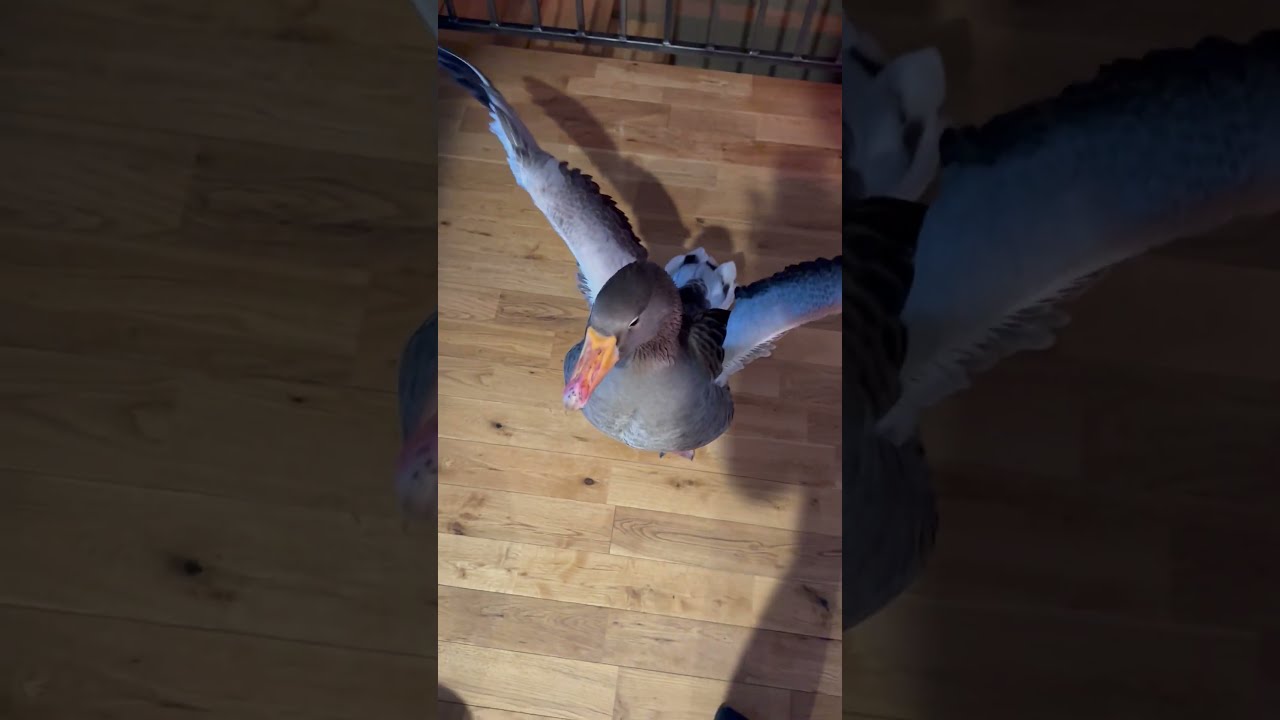 Goose attacks little lamb