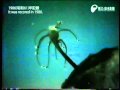 光るチョウチンアンコウ - The Atlantic footballfish which shines