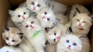 Cute pets at home Cute pets at home
