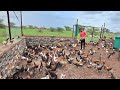 Benefits of free range poultry farming