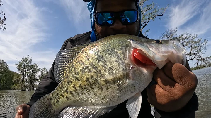 GIANT CRAPPIE ARE IN CYPRESS TREES