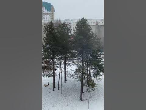 #СУРГУТ ПОГОДА 17.04.2022/СНЕГ - YouTube