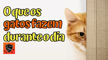 O que os gatos fazem durante a noite?