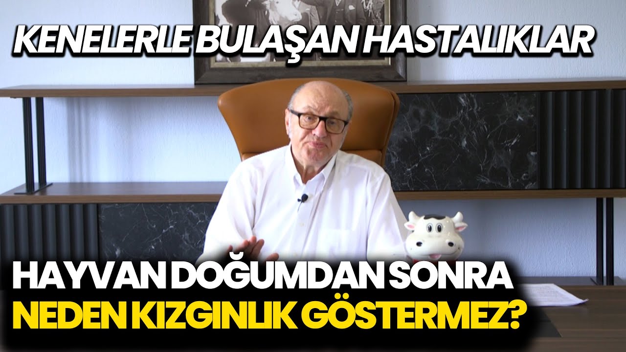 Hayvan Doğumdan Sonra Neden Kızgınlık Göstermez? / Kenelerle Bulaşan Hastalıklar