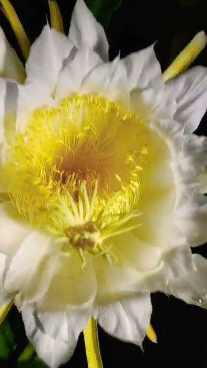 Dragon flower hand pollination#dragon #fut #shorts