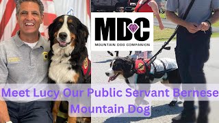 Lucy the Therapy Dog from Mountain Dog Companion! Bernese Mountain Dog Public Access Training