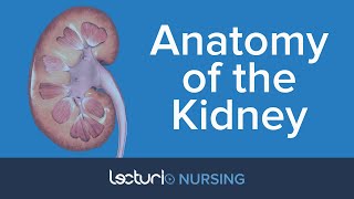 Anatomy of the Kidney | Nursing Anatomy