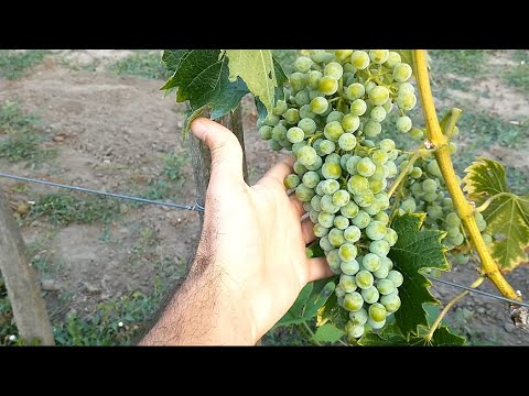 Video: De Ce Unii Vinificatori Folosesc Rezervoare De Fermentare A Cimentului