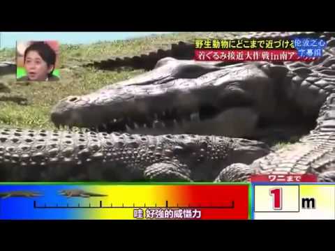 crazy-japanese-crocodile-prank!!