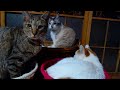 かご猫ライブ 200216