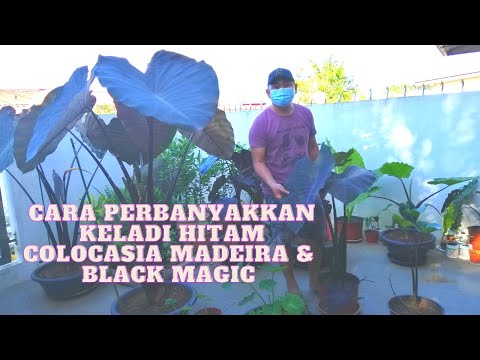 Madeira, Black Coral, Black Magic & Kona Coffee - Cara perbanyakkan Keladi Hitam