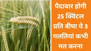 गेहूं की पैदावार होगी 25 क्विंटल प्रति बीघा, बस यह तीन गलतियां कभी मत करना वरना बाद में पछताओगे।।