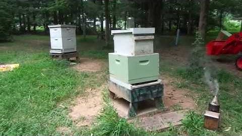 Fixing Laying Worker Hive