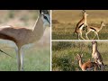 Dorcas Gazelle Breeding Animal Wild Life Animal Lovers Wildlife Animal 