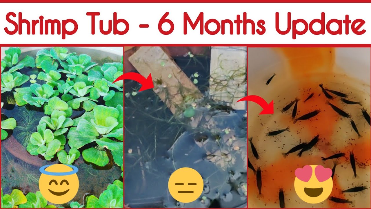 Shrimp Tub - 6 Months Update | Moving 