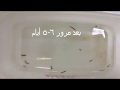 قدرة ديدان البلاناريا على التجدد (التعويض) Regeneration in Planaria