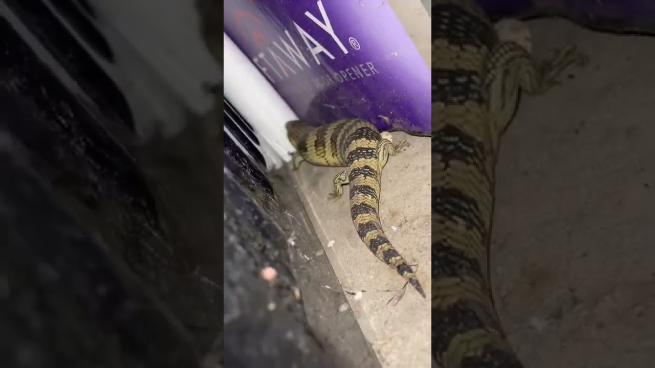 DIY LIZARD TRAP CATCHES RARE COLORFUL LIZARDS ! INSANE !! 