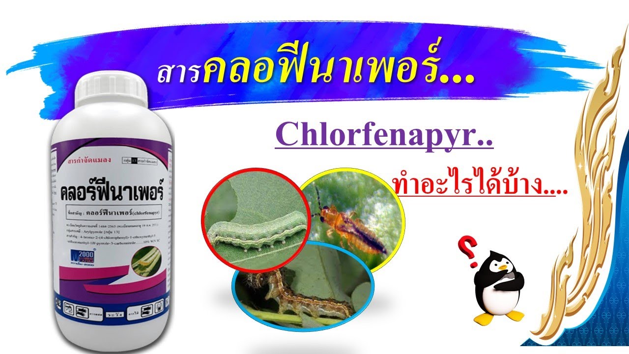 สารคลอฟีนาเพอร์..(กินตาย ถูกตัวตาย ดูดซึม) ..ป้องกันกำจัดแมลงศัตรูพืช
