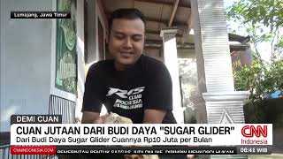 Cuan Jutaan Dari Budi Daya Sugar Glider | REDAKSI PAGI (23/05/24)