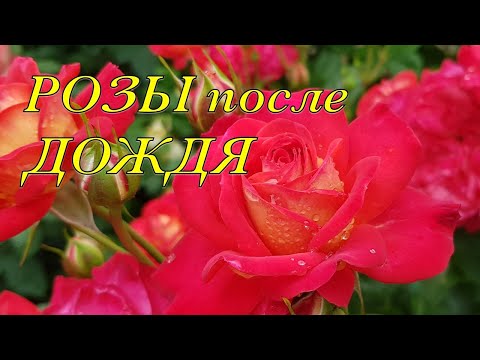 РОЗЫ после СИЛЬНЕЙШЕГО