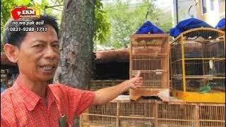 Download Lagu Lihat lihat burung di pasar hewan terbesar Badung ‼️ tersedia segala jenis hewan dan unggas  MP3