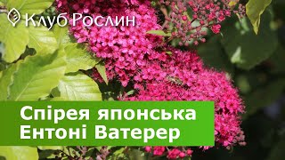 Спірея японська Ентоні Ватерер • Spiraea japonica Anthony Waterer • Спирея японская Энтони Ватерер