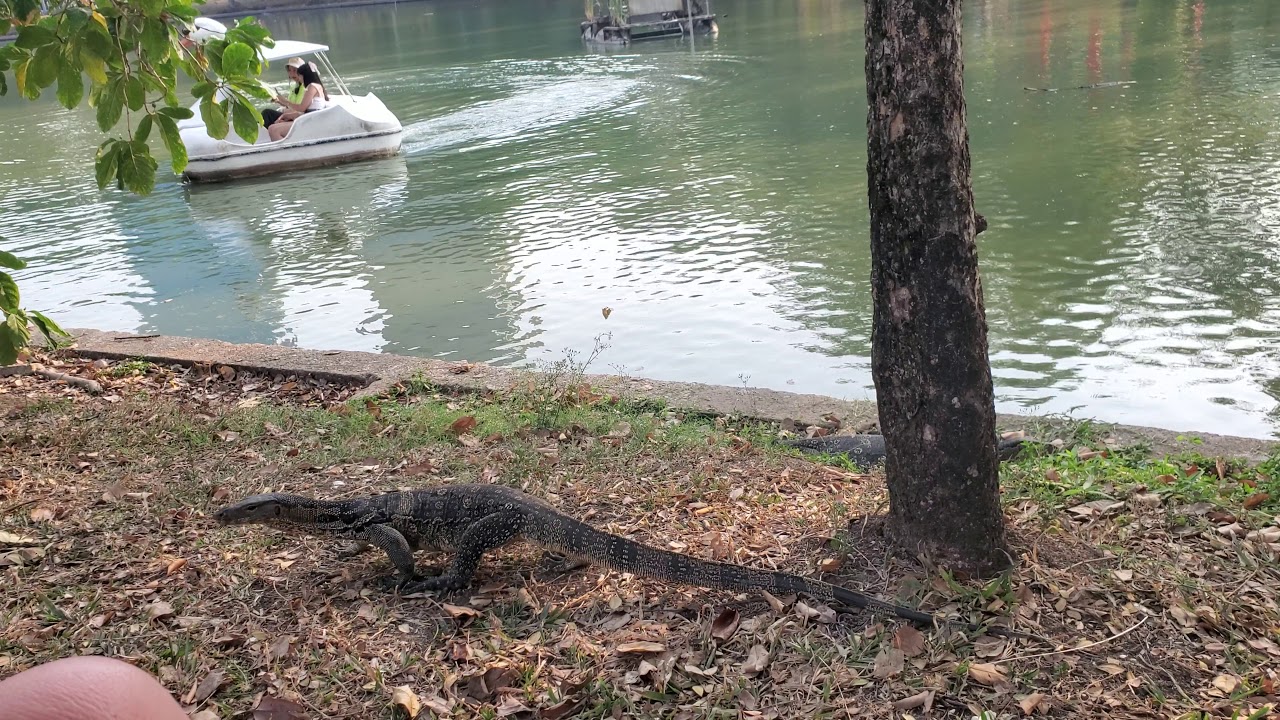 Monitor lizard Lumphini park bangkok YouTube
