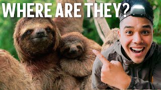 Costa Rica The Best Place in the World to Find Sloths