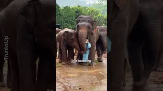 Empathetic Elephants Protect Person || Dogtooth Media