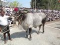 2014 mahanandi seniors 1st prize winner rnreddy nandi breeding bulls center 28173 feet