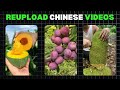 🤑 Copy Fruit Videos From Chinese App and Re-upload On YouTube Without Copyright | $12000/Month