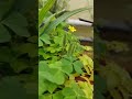 Creeping woodsorrel plant (Oxalis corniculata) ejecting seeds #nature  #plants #youtubeshorts