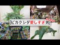 植物（ビカクシダ）が暮らす部屋と男【2021植物部屋より】