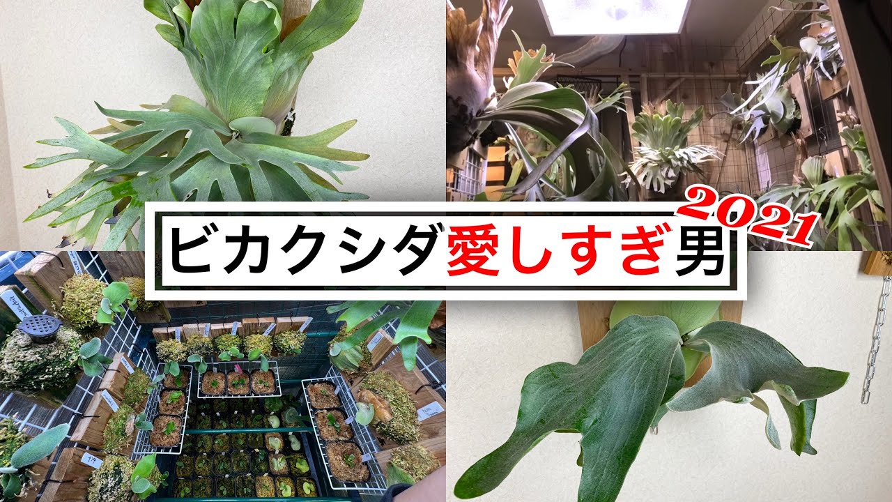 植物（ビカクシダ）が暮らす部屋と男【2021植物部屋より】