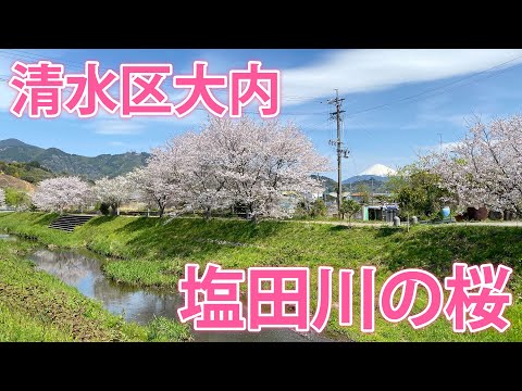 【塩田川(しょたがわ)の桜】清水区大内の穴場花見スポット！