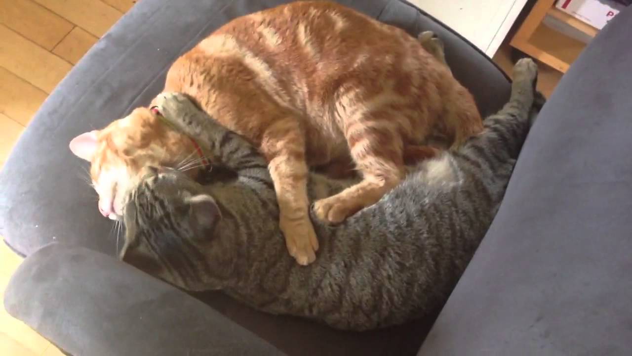 Our cats wash each other 2 YouTube