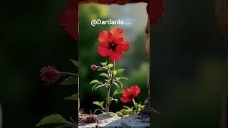 #dashni #dardania #lovesongs #duet #love #music #romanticsongs #travel #baresha #live