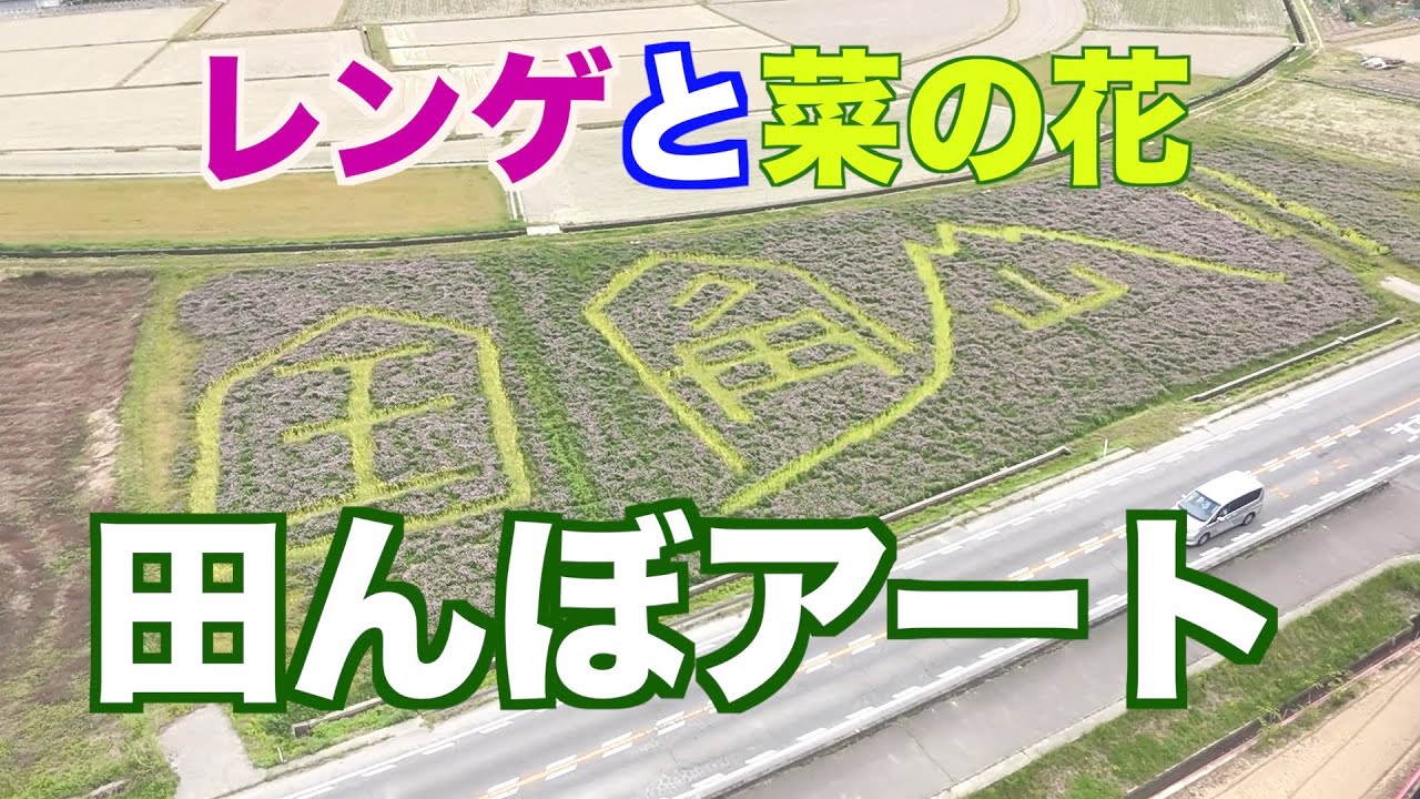 2025レンゲと菜の花の「田んぼアート」岡山市（映像ジャーナリスト