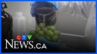 New way to keep fruit fresh longer