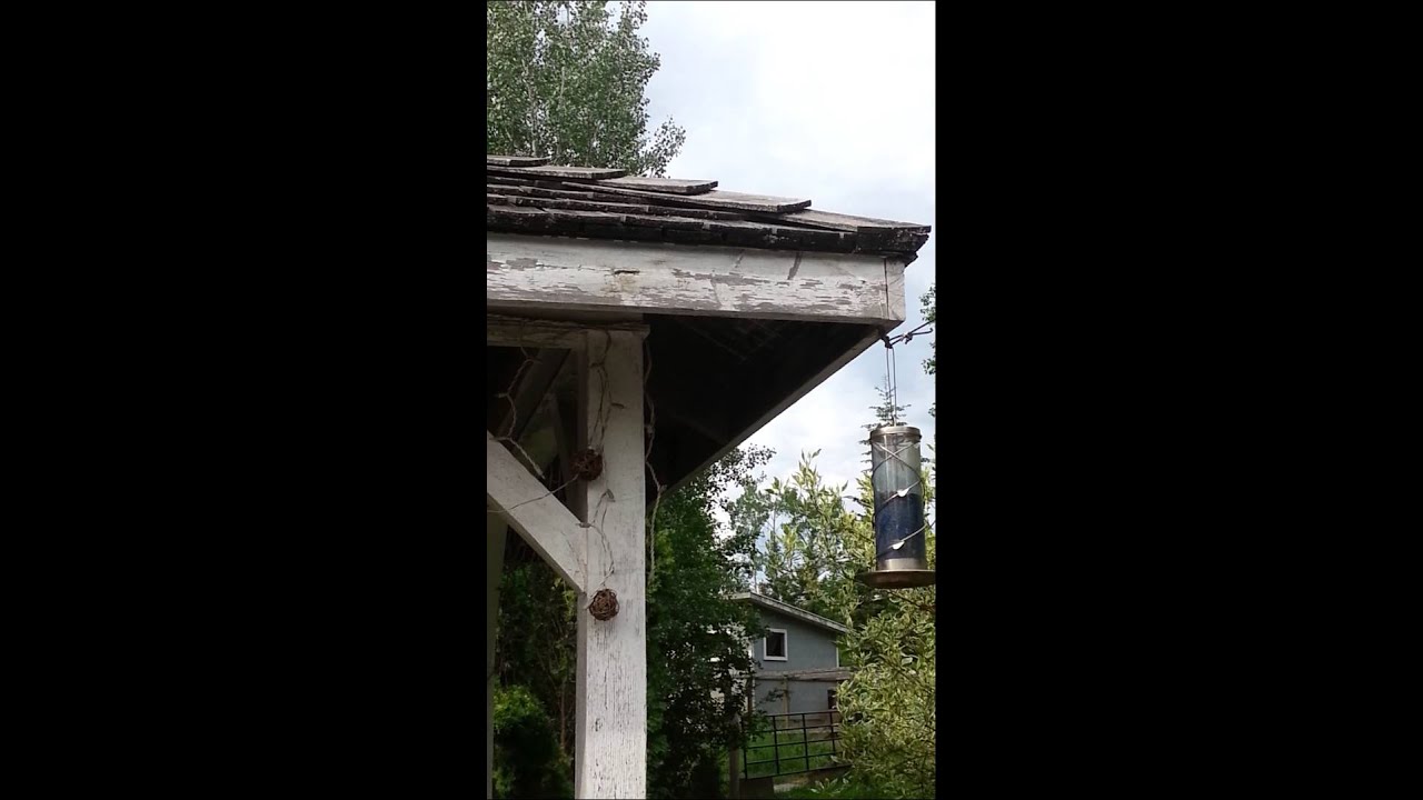 Tufty Squirrel The Bird Feeder Canada 2015 Youtube