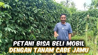 Budidaya Cabe Jamu Di Tembok Pagar Rumah‼️Bisa Cuan Walau Dipekarangan