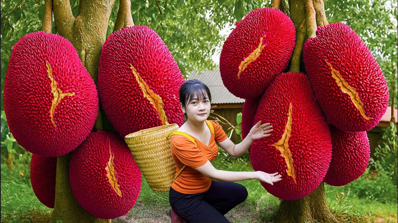 Ly Trieu Ca: Harvesting Sweet Jackfruits & Making Jackfruit Seed Cakes | Secret Village Recipe
