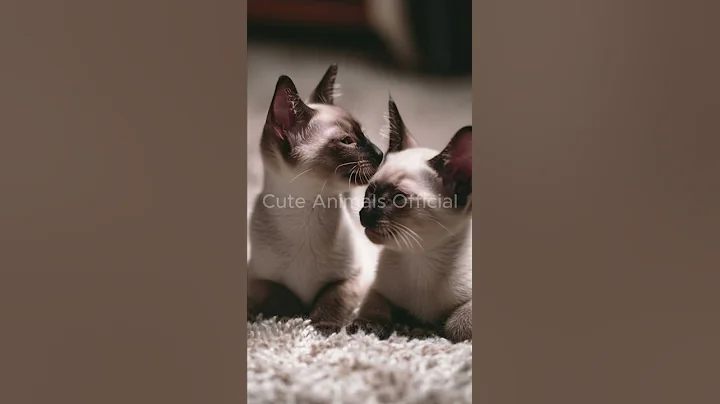 Watch the video about The cutest kitten siblings! 😻 #shorts #siamesecat #kitten #blueeyes #cute #imut #cuteanimal