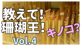 サンゴ研磨と貴金属加工、両方の技術をいいとこ取り【教えて！珊瑚王！Vol.4】本場高知へ。/ポンデュプレジール